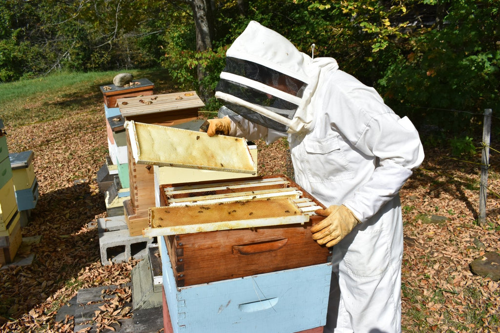 How To Setup Your Own Beehives [VIDEO]