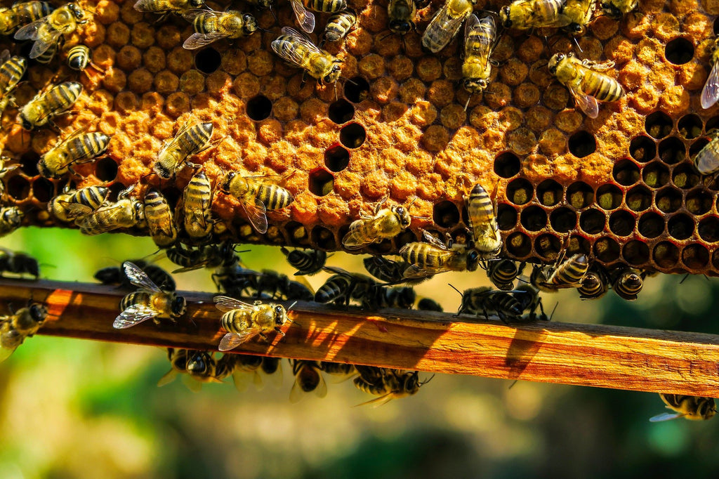Get Started With BeeKeeping In The Spring